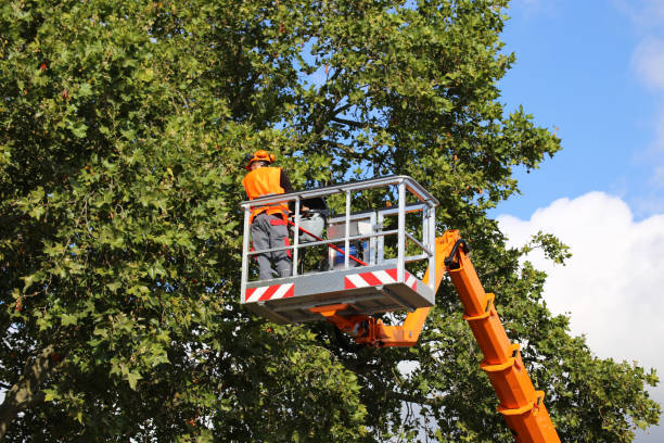 Fletcher, OK  Tree Services Company